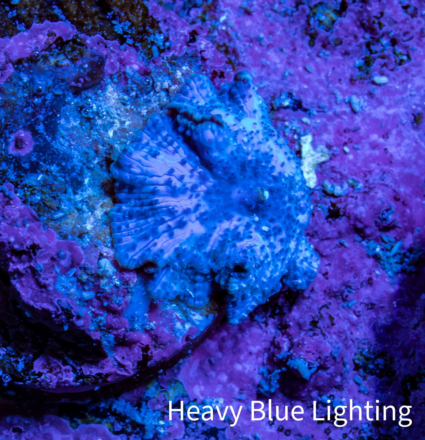 Ultra Corellamorph - Blue Morph Coral WYSIWYG 1cm A5R1B2 Ultra Corellamorph - Blue Morph Coral WYSIWYG 1cm A5R1B2 Animals & Pet Supplies Ultra Corellamorph - Blue Morph Coral WYSIWYG 1cm A5R1B2 Zeo Box Reef