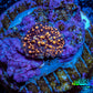 Ultra Corellamorph - Interstella Morph Coral WYSIWYG 0.5cm A1R1B2 Ultra Corellamorph - Interstella Morph Coral WYSIWYG 0.5cm A1R1B2 Animals & Pet Supplies Ultra Corellamorph - Interstella Morph Coral WYSIWYG 0.5cm A1R1B2 Zeo Box Reef