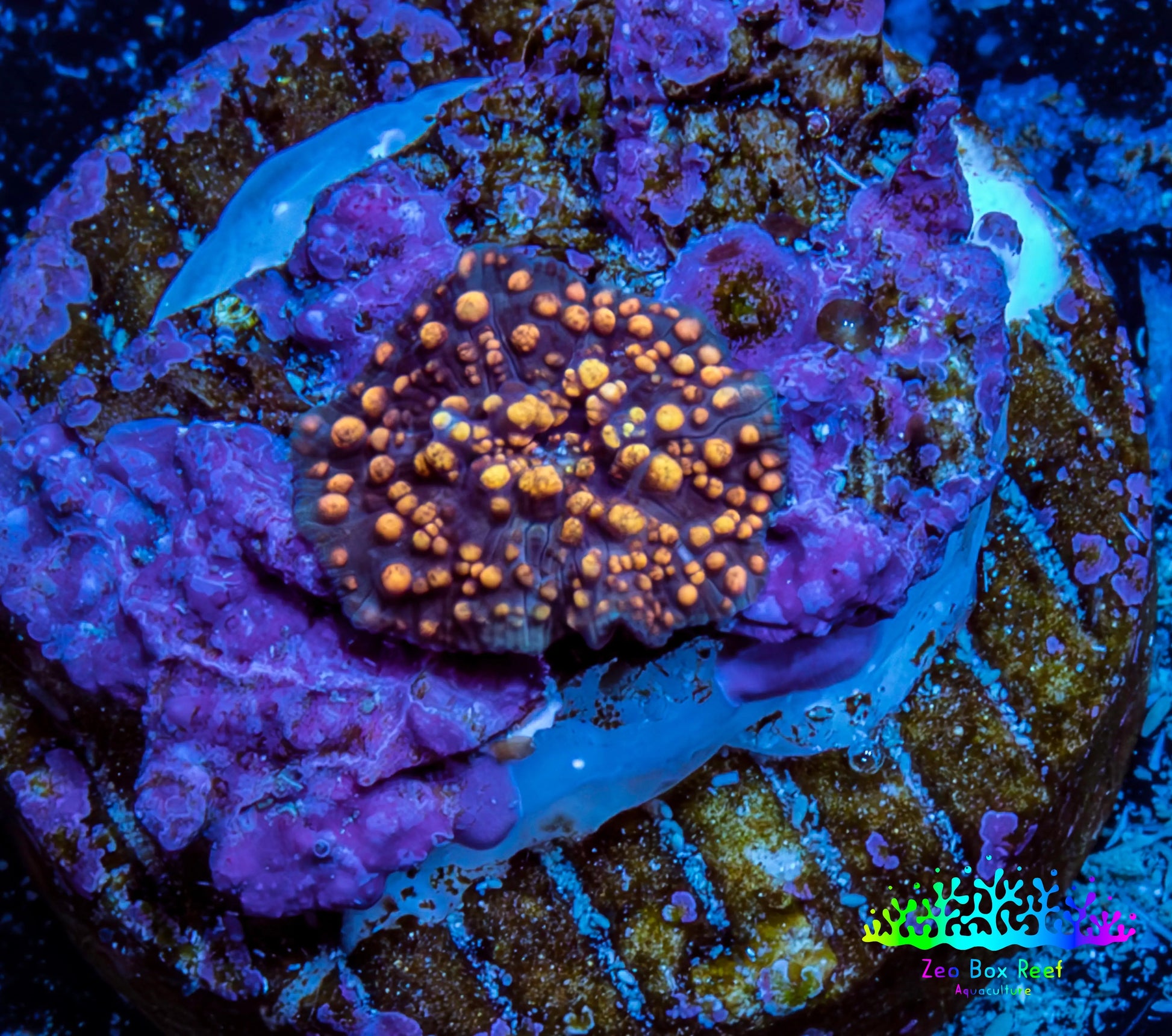 Ultra Corellamorph - Interstella Morph Coral WYSIWYG 0.5cm A1R1B2 Ultra Corellamorph - Interstella Morph Coral WYSIWYG 0.5cm A1R1B2 Animals & Pet Supplies Ultra Corellamorph - Interstella Morph Coral WYSIWYG 0.5cm A1R1B2 Zeo Box Reef