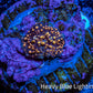 Ultra Corellamorph - Interstella Morph Coral WYSIWYG 0.5cm A1R1B2 Ultra Corellamorph - Interstella Morph Coral WYSIWYG 0.5cm A1R1B2 Animals & Pet Supplies Ultra Corellamorph - Interstella Morph Coral WYSIWYG 0.5cm A1R1B2 Zeo Box Reef