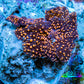 Ultra Corellamorph - Interstella Morph Coral WYSIWYG 1.5cm B1R1B2 Ultra Corellamorph - Interstella Morph Coral WYSIWYG 1.5cm B1R1B2 Animals & Pet Supplies Ultra Corellamorph - Interstella Morph Coral WYSIWYG 1.5cm B1R1B2 Zeo Box Reef