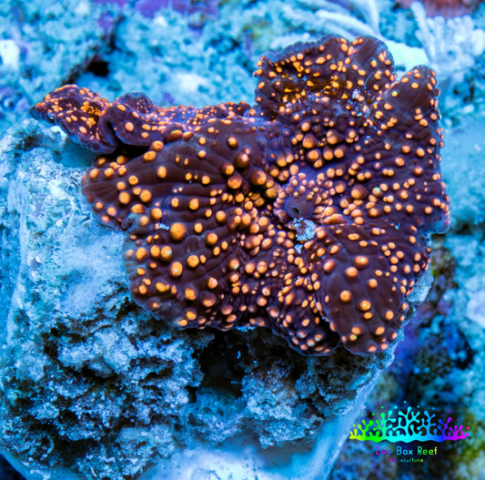 Ultra Corellamorph - Interstella Morph Coral WYSIWYG 1.5cm B1R1B2 Ultra Corellamorph - Interstella Morph Coral WYSIWYG 1.5cm B1R1B2 Animals & Pet Supplies Ultra Corellamorph - Interstella Morph Coral WYSIWYG 1.5cm B1R1B2 Zeo Box Reef