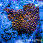 Ultra Corellamorph - Interstella Morph Coral WYSIWYG 1.5cm B1R1B2 Ultra Corellamorph - Interstella Morph Coral WYSIWYG 1.5cm B1R1B2 Animals & Pet Supplies Ultra Corellamorph - Interstella Morph Coral WYSIWYG 1.5cm B1R1B2 Zeo Box Reef
