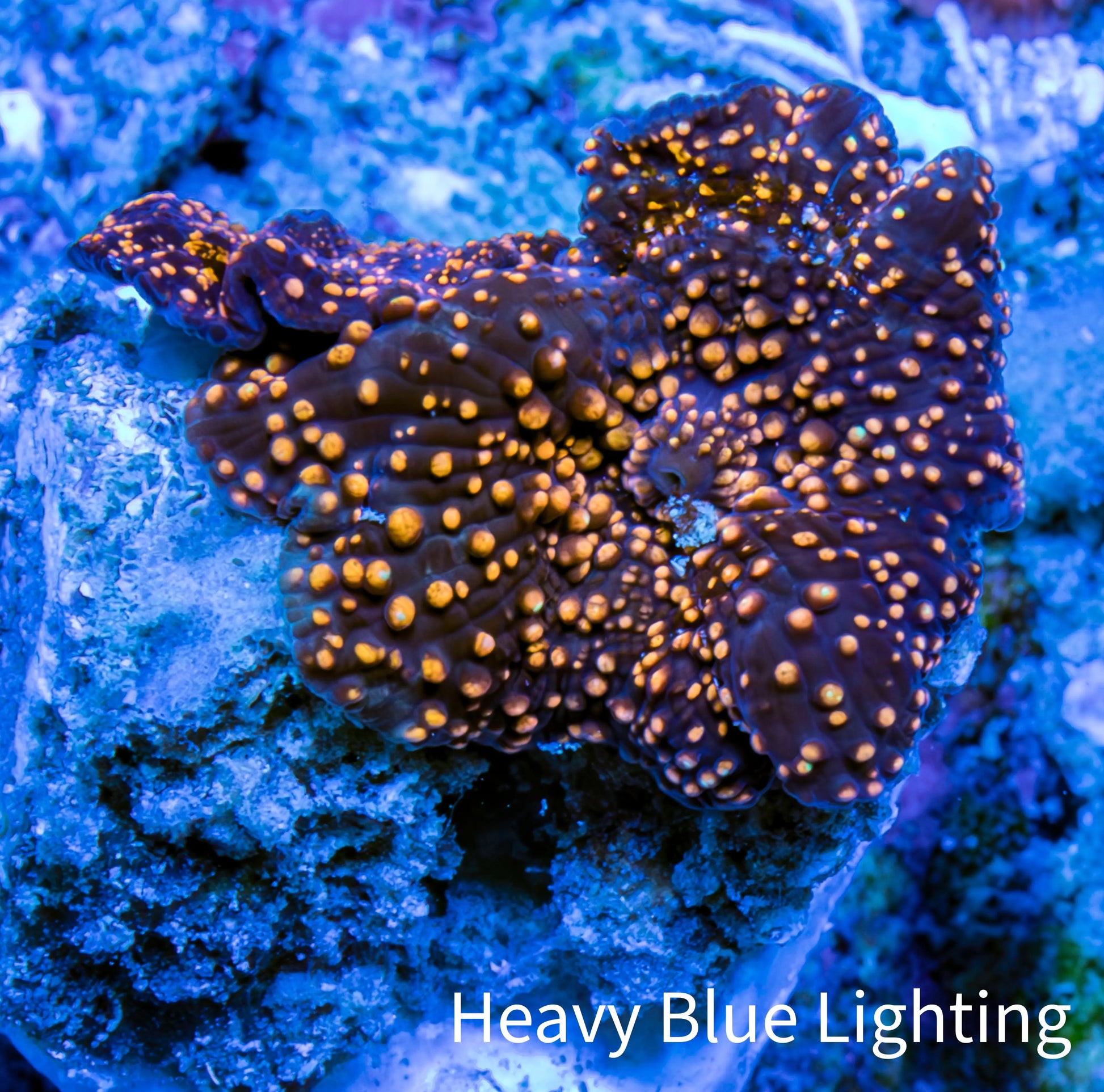 Ultra Corellamorph - Interstella Morph Coral WYSIWYG 1.5cm B1R1B2 Ultra Corellamorph - Interstella Morph Coral WYSIWYG 1.5cm B1R1B2 Animals & Pet Supplies Ultra Corellamorph - Interstella Morph Coral WYSIWYG 1.5cm B1R1B2 Zeo Box Reef