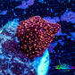 Ultra Corellamorph - Interstella Morph Coral WYSIWYG 1cm A2R1B2 Ultra Corellamorph - Interstella Morph Coral WYSIWYG 1cm A2R1B2 Animals & Pet Supplies Ultra Corellamorph - Interstella Morph Coral WYSIWYG 1cm A2R1B2 Zeo Box Reef