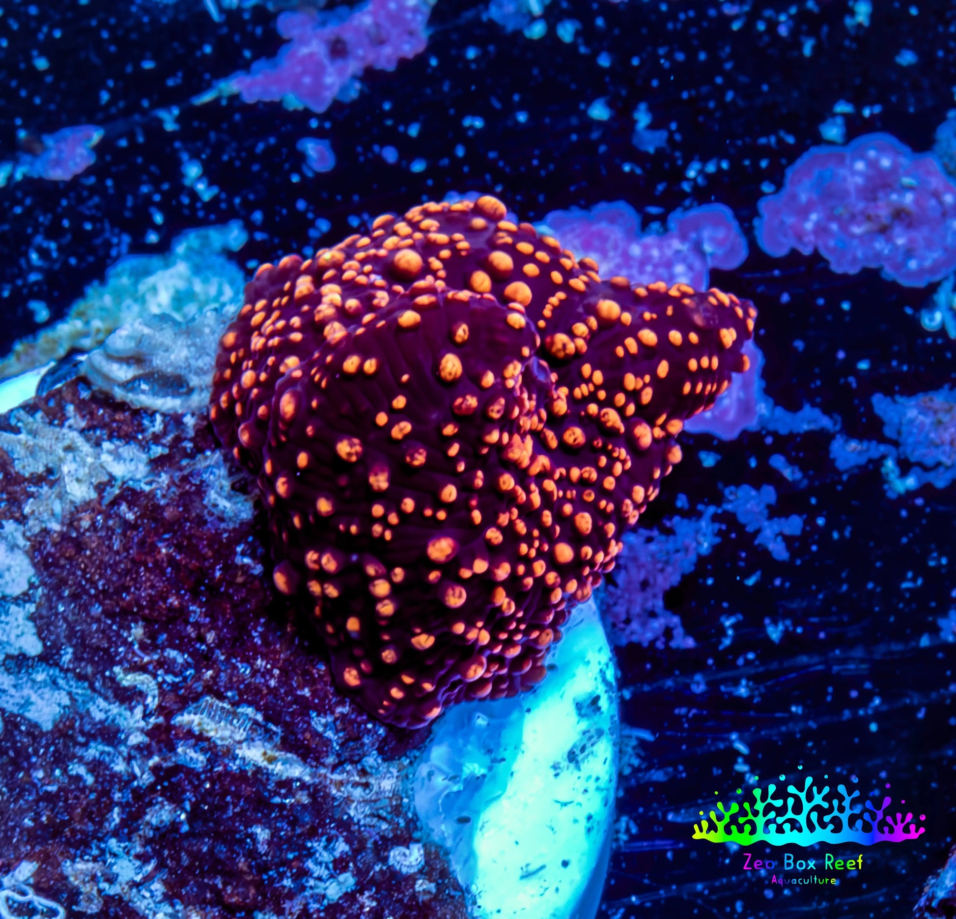 Ultra Corellamorph - Interstella Morph Coral WYSIWYG 1cm A2R1B2 Ultra Corellamorph - Interstella Morph Coral WYSIWYG 1cm A2R1B2 Animals & Pet Supplies Ultra Corellamorph - Interstella Morph Coral WYSIWYG 1cm A2R1B2 Zeo Box Reef