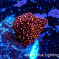 Ultra Corellamorph - Interstella Morph Coral WYSIWYG 1cm A2R1B2 Ultra Corellamorph - Interstella Morph Coral WYSIWYG 1cm A2R1B2 Animals & Pet Supplies Ultra Corellamorph - Interstella Morph Coral WYSIWYG 1cm A2R1B2 Zeo Box Reef