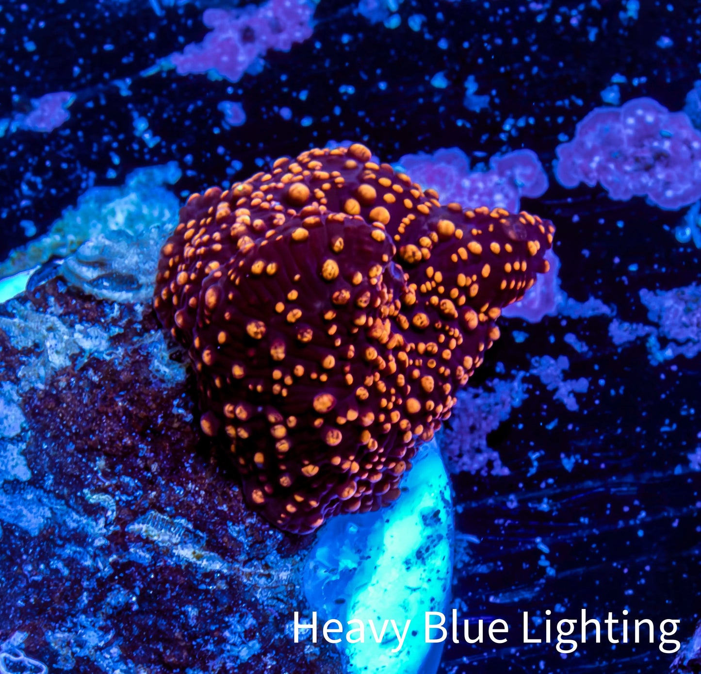 Ultra Corellamorph - Interstella Morph Coral WYSIWYG 1cm A2R1B2 Ultra Corellamorph - Interstella Morph Coral WYSIWYG 1cm A2R1B2 Animals & Pet Supplies Ultra Corellamorph - Interstella Morph Coral WYSIWYG 1cm A2R1B2 Zeo Box Reef
