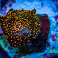 Ultra Corellamorph - Interstella Morph Coral WYSIWYG 1cm F12R1B2 Ultra Corellamorph - Interstella Morph Coral WYSIWYG 1cm F12R1B2 Animals & Pet Supplies Ultra Corellamorph - Interstella Morph Coral WYSIWYG 1cm F12R1B2 Zeo Box Reef