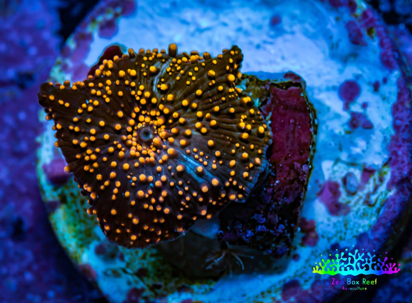 Ultra Corellamorph - Interstella Morph Coral WYSIWYG 1cm F12R1B2 Ultra Corellamorph - Interstella Morph Coral WYSIWYG 1cm F12R1B2 Animals & Pet Supplies Ultra Corellamorph - Interstella Morph Coral WYSIWYG 1cm F12R1B2 Zeo Box Reef