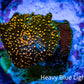 Ultra Corellamorph - Interstella Morph Coral WYSIWYG 1cm F12R1B2 Ultra Corellamorph - Interstella Morph Coral WYSIWYG 1cm F12R1B2 Animals & Pet Supplies Ultra Corellamorph - Interstella Morph Coral WYSIWYG 1cm F12R1B2 Zeo Box Reef