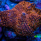 Ultra Corellamorph - Interstella Morph Coral WYSIWYG 2.5cm Ultra Corellamorph - Interstella Morph Coral WYSIWYG 2.5cm Animals & Pet Supplies Ultra Corellamorph - Interstella Morph Coral WYSIWYG 2.5cm Zeo Box Reef