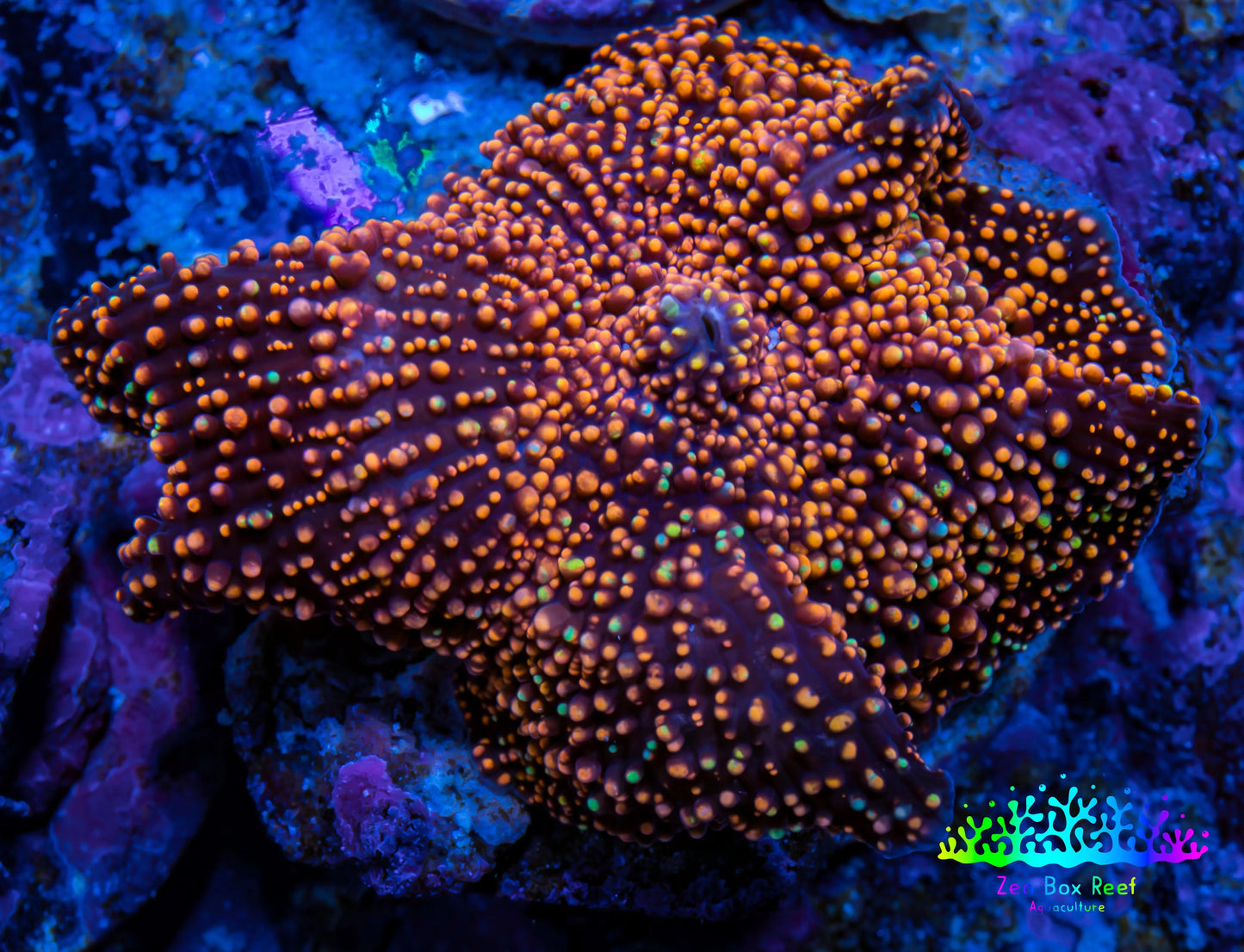Ultra Corellamorph - Interstella Morph Coral WYSIWYG 2.5cm Ultra Corellamorph - Interstella Morph Coral WYSIWYG 2.5cm Animals & Pet Supplies Ultra Corellamorph - Interstella Morph Coral WYSIWYG 2.5cm Zeo Box Reef