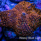 Ultra Corellamorph - Interstella Morph Coral WYSIWYG 2.5cm Ultra Corellamorph - Interstella Morph Coral WYSIWYG 2.5cm Animals & Pet Supplies Ultra Corellamorph - Interstella Morph Coral WYSIWYG 2.5cm Zeo Box Reef