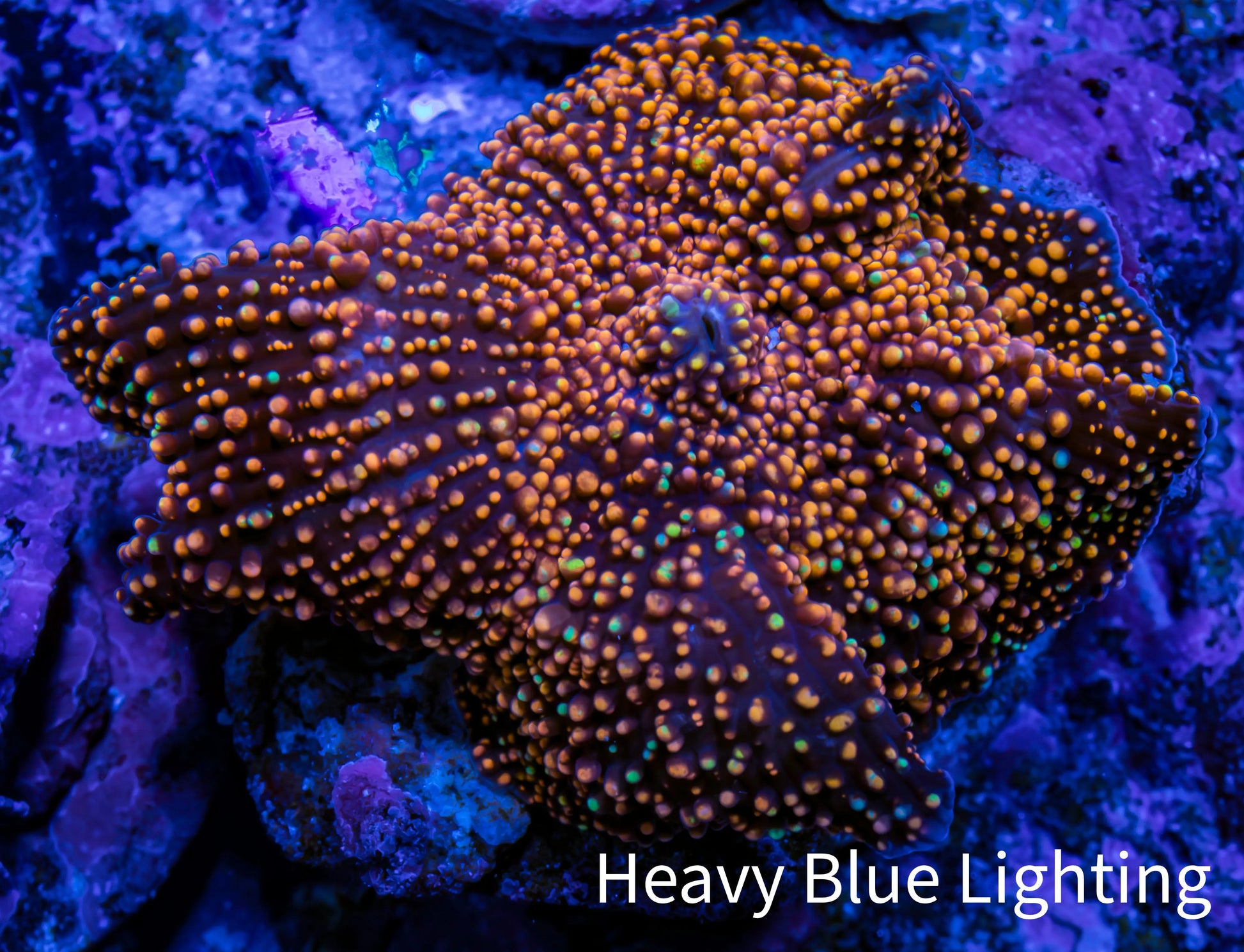 Ultra Corellamorph - Interstella Morph Coral WYSIWYG 2.5cm Ultra Corellamorph - Interstella Morph Coral WYSIWYG 2.5cm Animals & Pet Supplies Ultra Corellamorph - Interstella Morph Coral WYSIWYG 2.5cm Zeo Box Reef