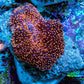 Ultra Corellamorph - Interstella Morph Coral WYSIWYG 2cm B2R1B2 Ultra Corellamorph - Interstella Morph Coral WYSIWYG 2cm B2R1B2 Animals & Pet Supplies Ultra Corellamorph - Interstella Morph Coral WYSIWYG 2cm B2R1B2 Zeo Box Reef