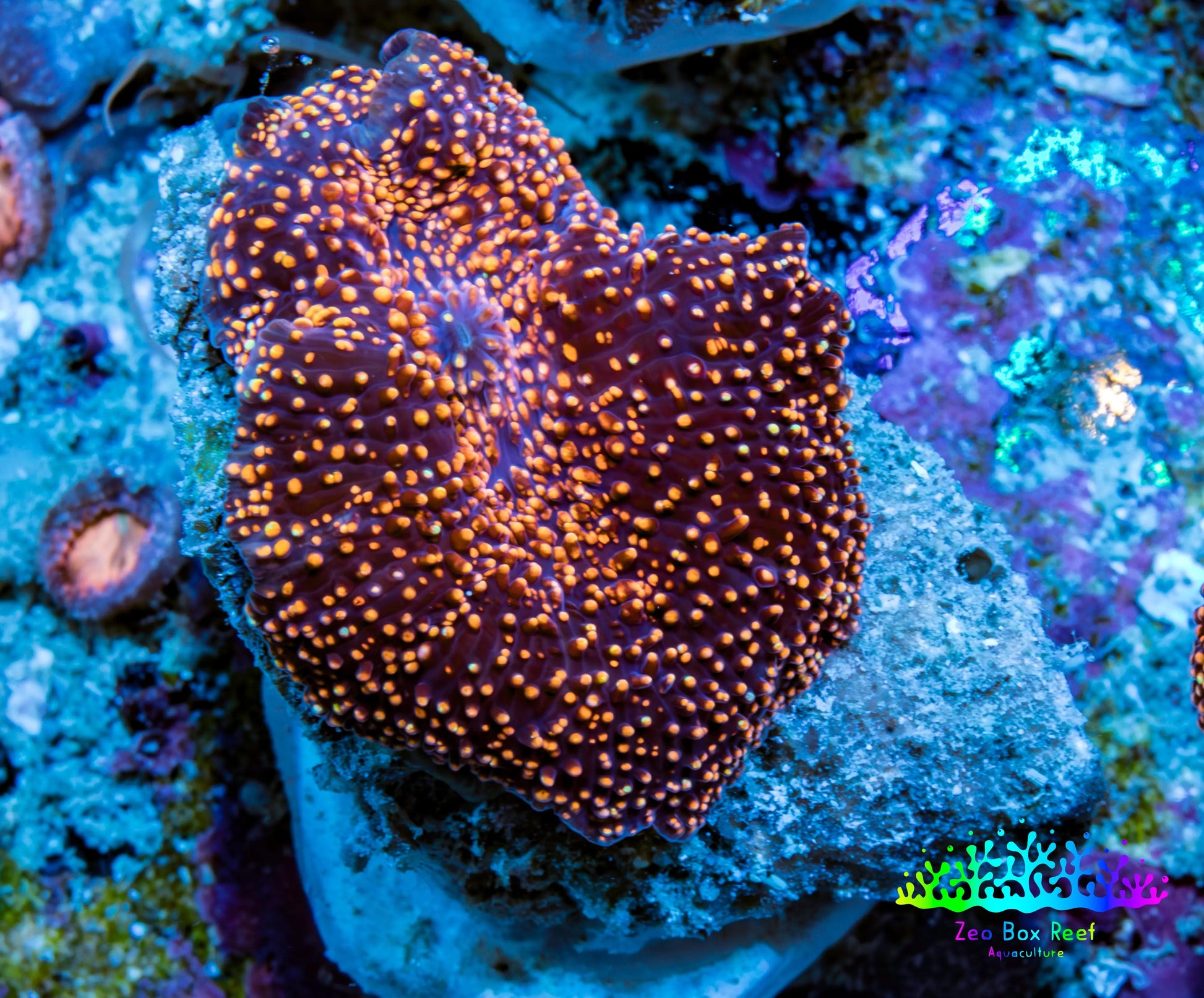 Ultra Corellamorph - Interstella Morph Coral WYSIWYG 2cm B2R1B2 Ultra Corellamorph - Interstella Morph Coral WYSIWYG 2cm B2R1B2 Animals & Pet Supplies Ultra Corellamorph - Interstella Morph Coral WYSIWYG 2cm B2R1B2 Zeo Box Reef