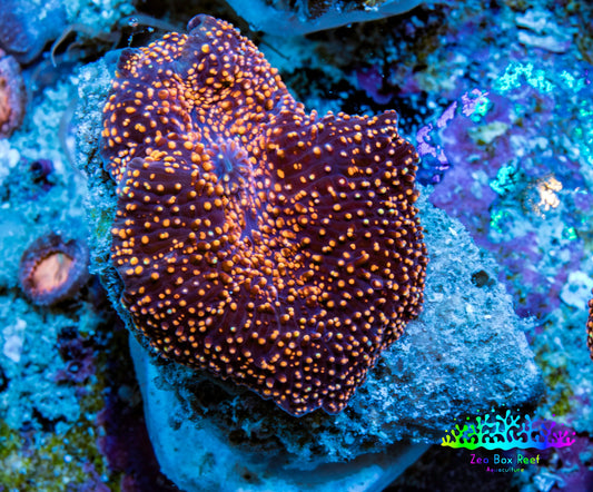 Ultra Corellamorph - Interstella Morph Coral WYSIWYG 2cm B2R1B2 Ultra Corellamorph - Interstella Morph Coral WYSIWYG 2cm B2R1B2 Animals & Pet Supplies Ultra Corellamorph - Interstella Morph Coral WYSIWYG 2cm B2R1B2 Zeo Box Reef