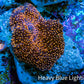 Ultra Corellamorph - Interstella Morph Coral WYSIWYG 2cm B2R1B2 Ultra Corellamorph - Interstella Morph Coral WYSIWYG 2cm B2R1B2 Animals & Pet Supplies Ultra Corellamorph - Interstella Morph Coral WYSIWYG 2cm B2R1B2 Zeo Box Reef