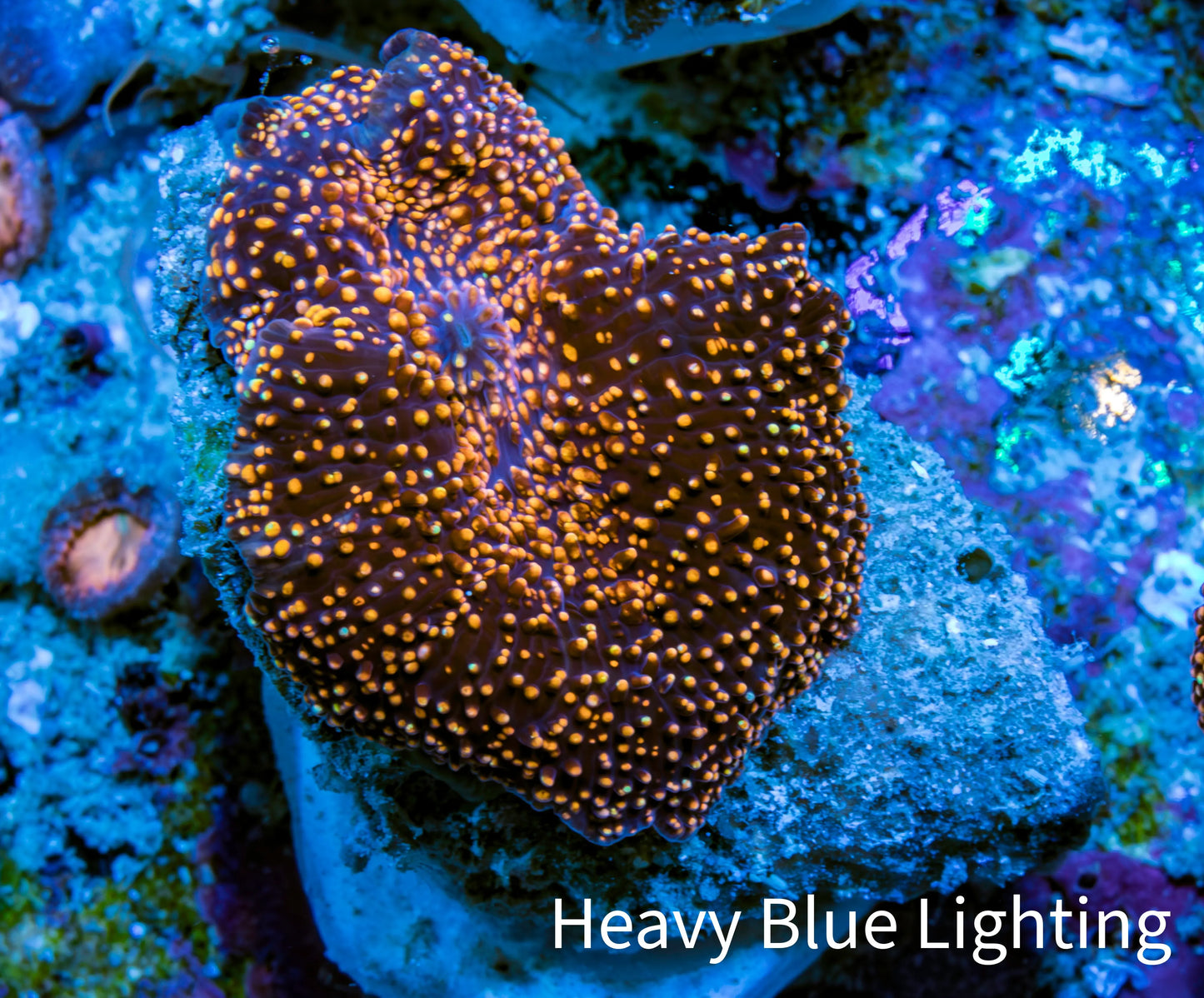 Ultra Corellamorph - Interstella Morph Coral WYSIWYG 2cm B2R1B2 Ultra Corellamorph - Interstella Morph Coral WYSIWYG 2cm B2R1B2 Animals & Pet Supplies Ultra Corellamorph - Interstella Morph Coral WYSIWYG 2cm B2R1B2 Zeo Box Reef