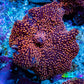 Ultra Corellamorph - Interstella Morph Coral WYSIWYG 2cm B3R1B2 Ultra Corellamorph - Interstella Morph Coral WYSIWYG 2cm B3R1B2 Animals & Pet Supplies Ultra Corellamorph - Interstella Morph Coral WYSIWYG 2cm B3R1B2 Zeo Box Reef