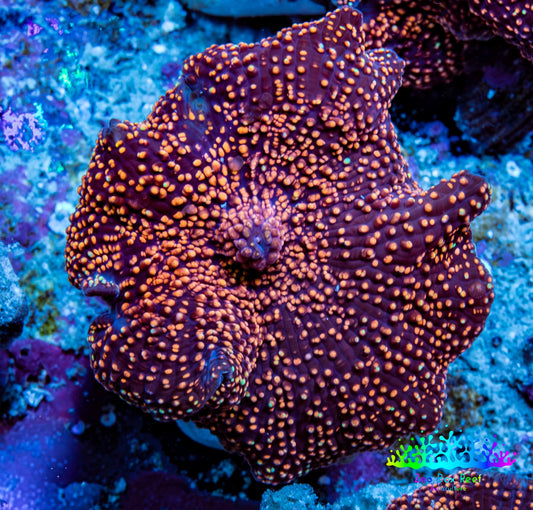 Ultra Corellamorph - Interstella Morph Coral WYSIWYG 2cm B3R1B2 Ultra Corellamorph - Interstella Morph Coral WYSIWYG 2cm B3R1B2 Animals & Pet Supplies Ultra Corellamorph - Interstella Morph Coral WYSIWYG 2cm B3R1B2 Zeo Box Reef