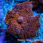 Ultra Corellamorph - Interstella Morph Coral WYSIWYG 2cm B3R1B2 Ultra Corellamorph - Interstella Morph Coral WYSIWYG 2cm B3R1B2 Animals & Pet Supplies Ultra Corellamorph - Interstella Morph Coral WYSIWYG 2cm B3R1B2 Zeo Box Reef