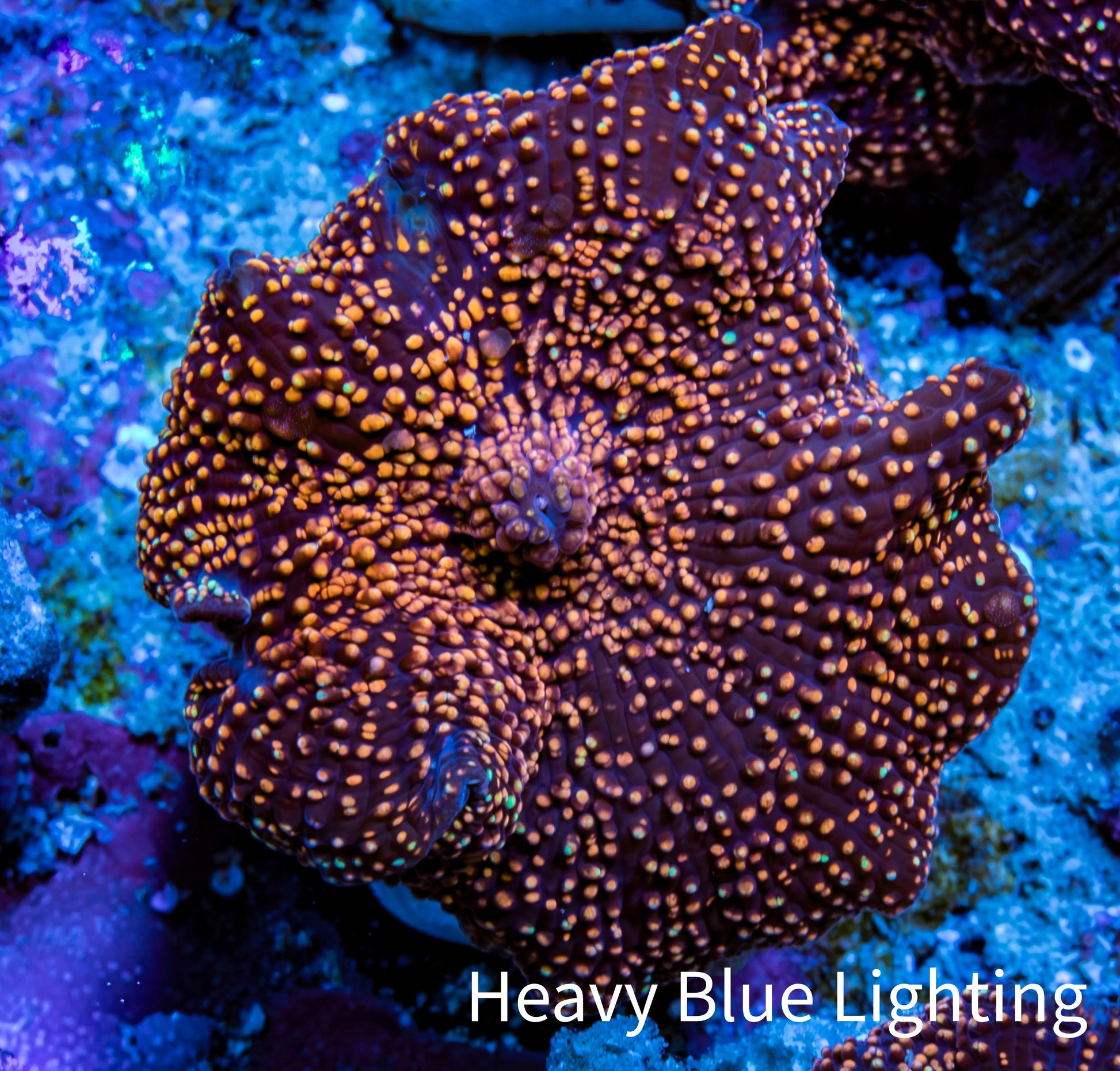 Ultra Corellamorph - Interstella Morph Coral WYSIWYG 2cm B3R1B2 Ultra Corellamorph - Interstella Morph Coral WYSIWYG 2cm B3R1B2 Animals & Pet Supplies Ultra Corellamorph - Interstella Morph Coral WYSIWYG 2cm B3R1B2 Zeo Box Reef