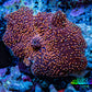 Ultra Corellamorph - Interstella Morph Coral WYSIWYG 2cm C1R1B2 Ultra Corellamorph - Interstella Morph Coral WYSIWYG 2cm C1R1B2 Animals & Pet Supplies Ultra Corellamorph - Interstella Morph Coral WYSIWYG 2cm C1R1B2 Zeo Box Reef