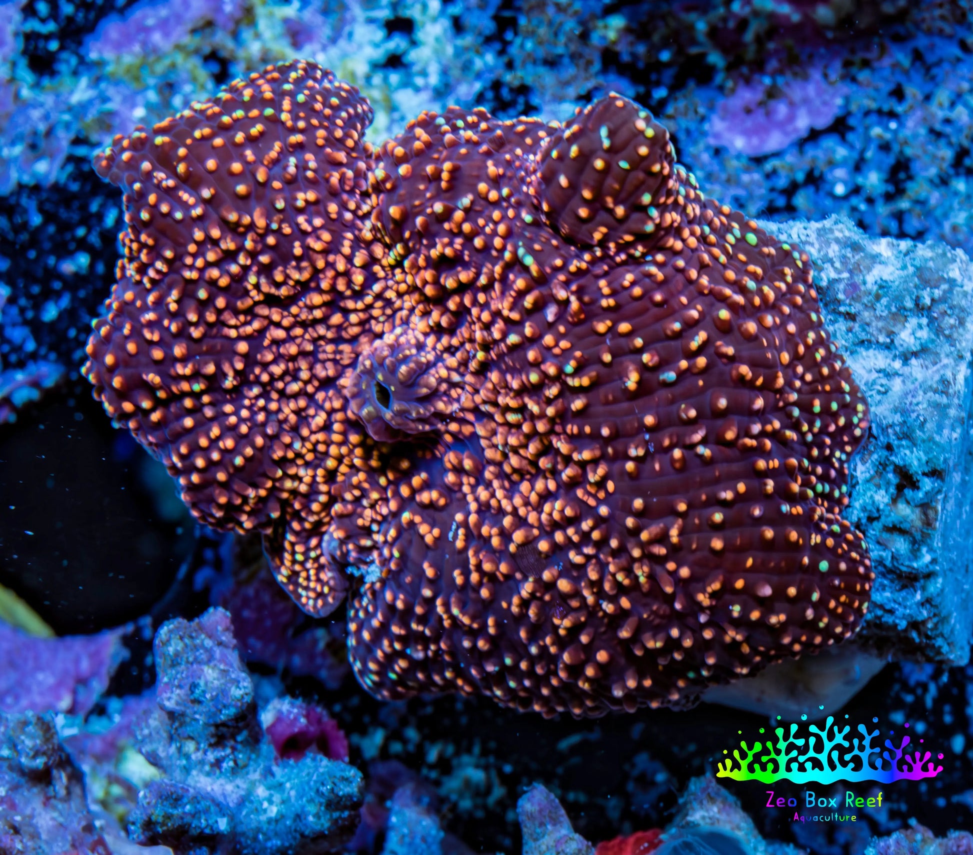 Ultra Corellamorph - Interstella Morph Coral WYSIWYG 2cm C1R1B2 Ultra Corellamorph - Interstella Morph Coral WYSIWYG 2cm C1R1B2 Animals & Pet Supplies Ultra Corellamorph - Interstella Morph Coral WYSIWYG 2cm C1R1B2 Zeo Box Reef