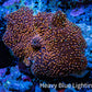 Ultra Corellamorph - Interstella Morph Coral WYSIWYG 2cm C1R1B2 Ultra Corellamorph - Interstella Morph Coral WYSIWYG 2cm C1R1B2 Animals & Pet Supplies Ultra Corellamorph - Interstella Morph Coral WYSIWYG 2cm C1R1B2 Zeo Box Reef