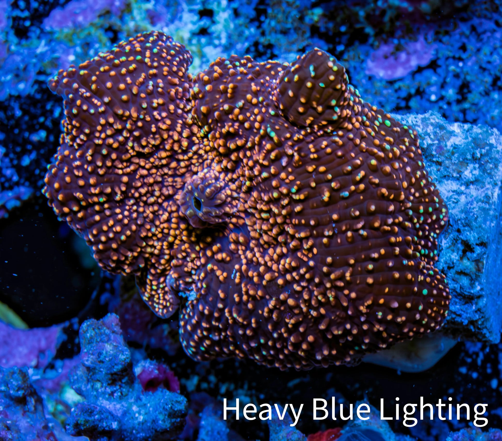 Ultra Corellamorph - Interstella Morph Coral WYSIWYG 2cm C1R1B2 Ultra Corellamorph - Interstella Morph Coral WYSIWYG 2cm C1R1B2 Animals & Pet Supplies Ultra Corellamorph - Interstella Morph Coral WYSIWYG 2cm C1R1B2 Zeo Box Reef