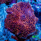 Ultra Corellamorph - Interstella Morph Coral WYSIWYG 2cm C3R1B2 Ultra Corellamorph - Interstella Morph Coral WYSIWYG 2cm C3R1B2 Animals & Pet Supplies Ultra Corellamorph - Interstella Morph Coral WYSIWYG 2cm C3R1B2 Zeo Box Reef