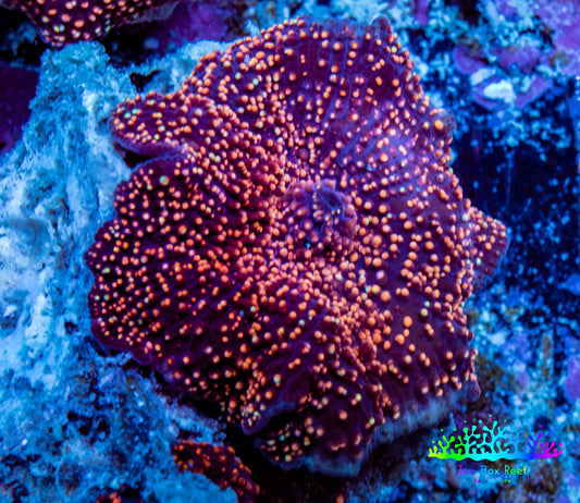 Ultra Corellamorph - Interstella Morph Coral WYSIWYG 2cm C3R1B2 Ultra Corellamorph - Interstella Morph Coral WYSIWYG 2cm C3R1B2 Animals & Pet Supplies Ultra Corellamorph - Interstella Morph Coral WYSIWYG 2cm C3R1B2 Zeo Box Reef