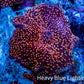Ultra Corellamorph - Interstella Morph Coral WYSIWYG 2cm C3R1B2 Ultra Corellamorph - Interstella Morph Coral WYSIWYG 2cm C3R1B2 Animals & Pet Supplies Ultra Corellamorph - Interstella Morph Coral WYSIWYG 2cm C3R1B2 Zeo Box Reef