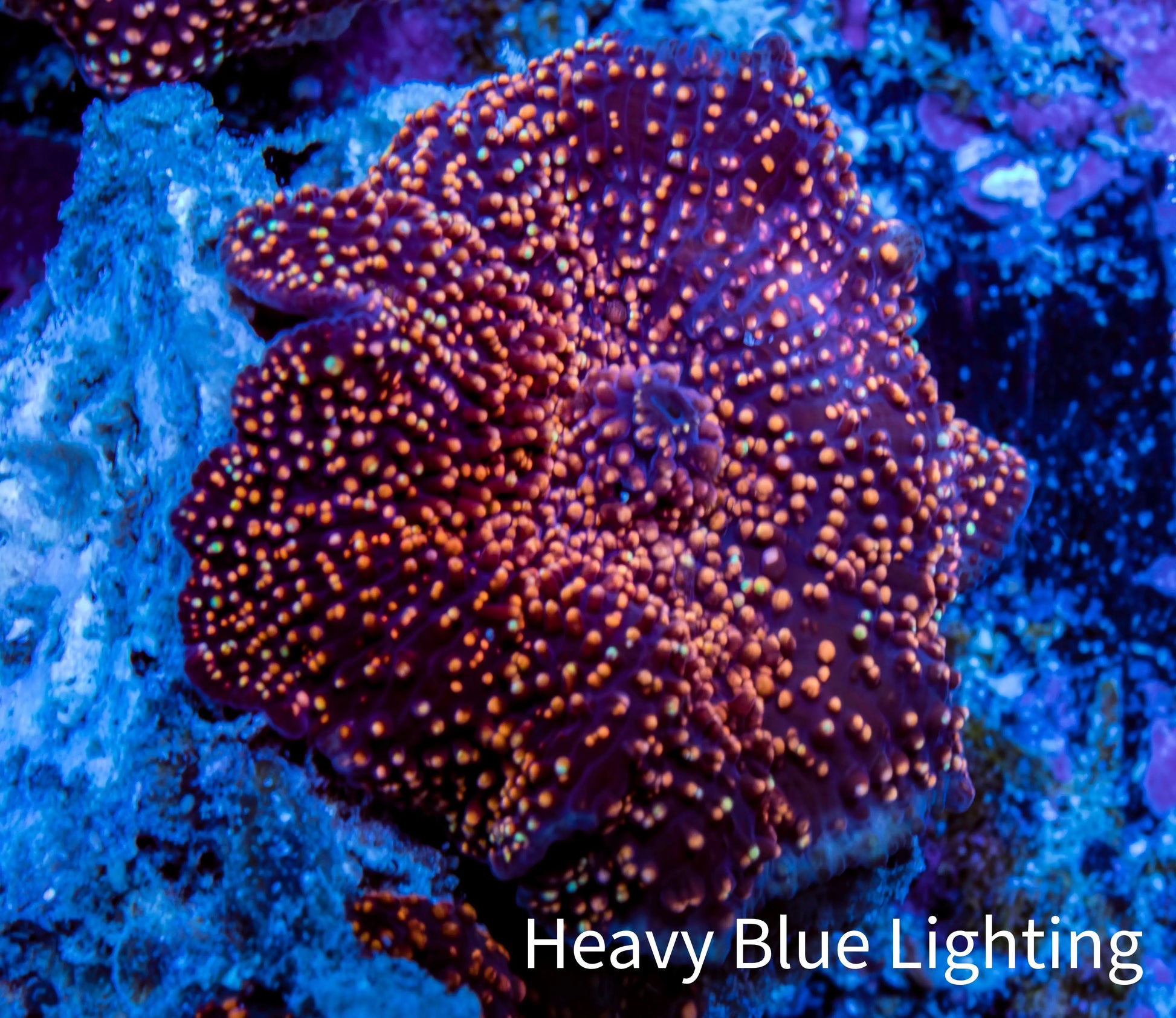 Ultra Corellamorph - Interstella Morph Coral WYSIWYG 2cm C3R1B2 Ultra Corellamorph - Interstella Morph Coral WYSIWYG 2cm C3R1B2 Animals & Pet Supplies Ultra Corellamorph - Interstella Morph Coral WYSIWYG 2cm C3R1B2 Zeo Box Reef