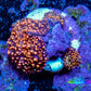 Ultra Corellamorph - Interstella Morph Coral WYSIWYG 2cm D5R1B2 Ultra Corellamorph - Interstella Morph Coral WYSIWYG 2cm D5R1B2 Animals & Pet Supplies Ultra Corellamorph - Interstella Morph Coral WYSIWYG 2cm D5R1B2 Zeo Box Reef