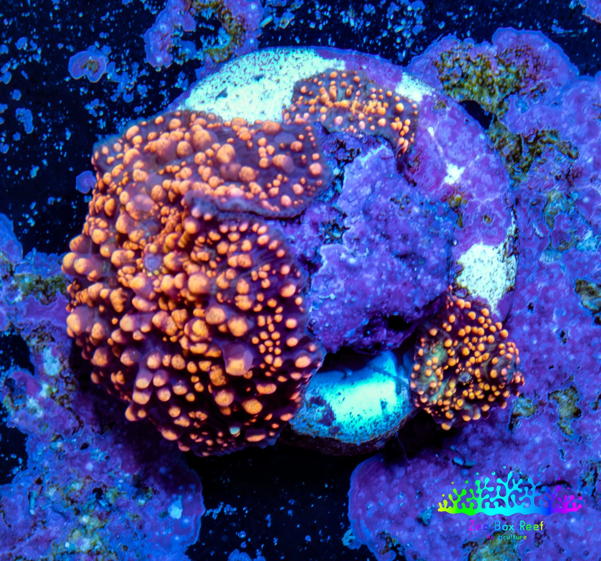 Ultra Corellamorph - Interstella Morph Coral WYSIWYG 2cm D5R1B2 Ultra Corellamorph - Interstella Morph Coral WYSIWYG 2cm D5R1B2 Animals & Pet Supplies Ultra Corellamorph - Interstella Morph Coral WYSIWYG 2cm D5R1B2 Zeo Box Reef