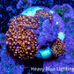 Ultra Corellamorph - Interstella Morph Coral WYSIWYG 2cm D5R1B2 Ultra Corellamorph - Interstella Morph Coral WYSIWYG 2cm D5R1B2 Animals & Pet Supplies Ultra Corellamorph - Interstella Morph Coral WYSIWYG 2cm D5R1B2 Zeo Box Reef