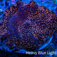 Ultra Corellamorph - Interstella Morph Coral WYSIWYG 2cm Ultra Corellamorph - Interstella Morph Coral WYSIWYG 2cm Animals & Pet Supplies Ultra Corellamorph - Interstella Morph Coral WYSIWYG 2cm Zeo Box Reef