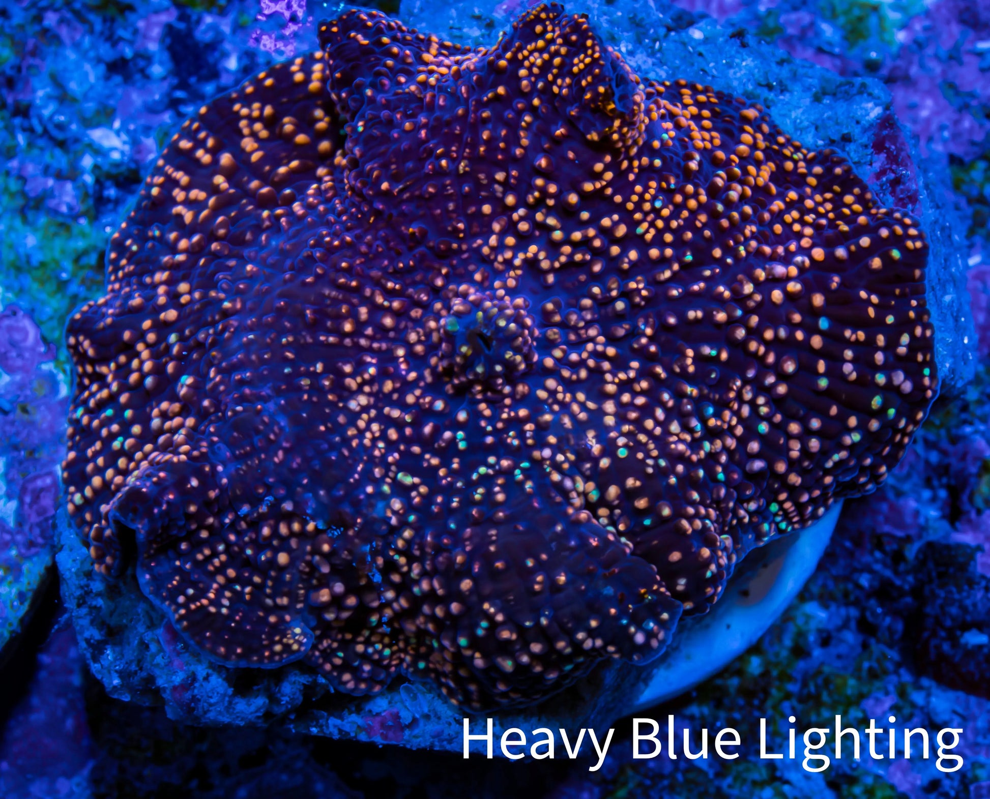 Ultra Corellamorph - Interstella Morph Coral WYSIWYG 2cm Ultra Corellamorph - Interstella Morph Coral WYSIWYG 2cm Animals & Pet Supplies Ultra Corellamorph - Interstella Morph Coral WYSIWYG 2cm Zeo Box Reef