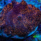 Ultra Corellamorph - Interstella Morph Coral WYSIWYG 2cm Ultra Corellamorph - Interstella Morph Coral WYSIWYG 2cm Animals & Pet Supplies Ultra Corellamorph - Interstella Morph Coral WYSIWYG 2cm Zeo Box Reef