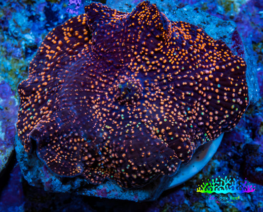 Ultra Corellamorph - Interstella Morph Coral WYSIWYG 2cm Ultra Corellamorph - Interstella Morph Coral WYSIWYG 2cm Animals & Pet Supplies Ultra Corellamorph - Interstella Morph Coral WYSIWYG 2cm Zeo Box Reef