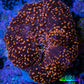 Ultra Corellamorph - Interstella Morph Coral WYSIWYG 2cm Ultra Corellamorph - Interstella Morph Coral WYSIWYG 2cm Animals & Pet Supplies Ultra Corellamorph - Interstella Morph Coral WYSIWYG 2cm Zeo Box Reef