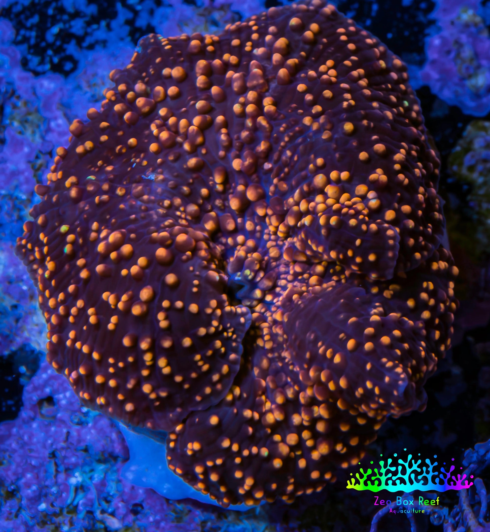 Ultra Corellamorph - Interstella Morph Coral WYSIWYG 2cm Ultra Corellamorph - Interstella Morph Coral WYSIWYG 2cm Animals & Pet Supplies Ultra Corellamorph - Interstella Morph Coral WYSIWYG 2cm Zeo Box Reef