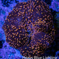 Ultra Corellamorph - Interstella Morph Coral WYSIWYG 2cm Ultra Corellamorph - Interstella Morph Coral WYSIWYG 2cm Animals & Pet Supplies Ultra Corellamorph - Interstella Morph Coral WYSIWYG 2cm Zeo Box Reef