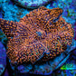 Ultra Corellamorph - Interstella Morph Coral WYSIWYG 2cm Ultra Corellamorph - Interstella Morph Coral WYSIWYG 2cm Animals & Pet Supplies Ultra Corellamorph - Interstella Morph Coral WYSIWYG 2cm Zeo Box Reef