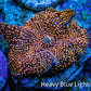 Ultra Corellamorph - Interstella Morph Coral WYSIWYG 2cm Ultra Corellamorph - Interstella Morph Coral WYSIWYG 2cm Animals & Pet Supplies Ultra Corellamorph - Interstella Morph Coral WYSIWYG 2cm Zeo Box Reef