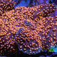 Ultra Corellamorph - Interstella Morph Coral WYSIWYG 2cm Ultra Corellamorph - Interstella Morph Coral WYSIWYG 2cm Animals & Pet Supplies Ultra Corellamorph - Interstella Morph Coral WYSIWYG 2cm Zeo Box Reef
