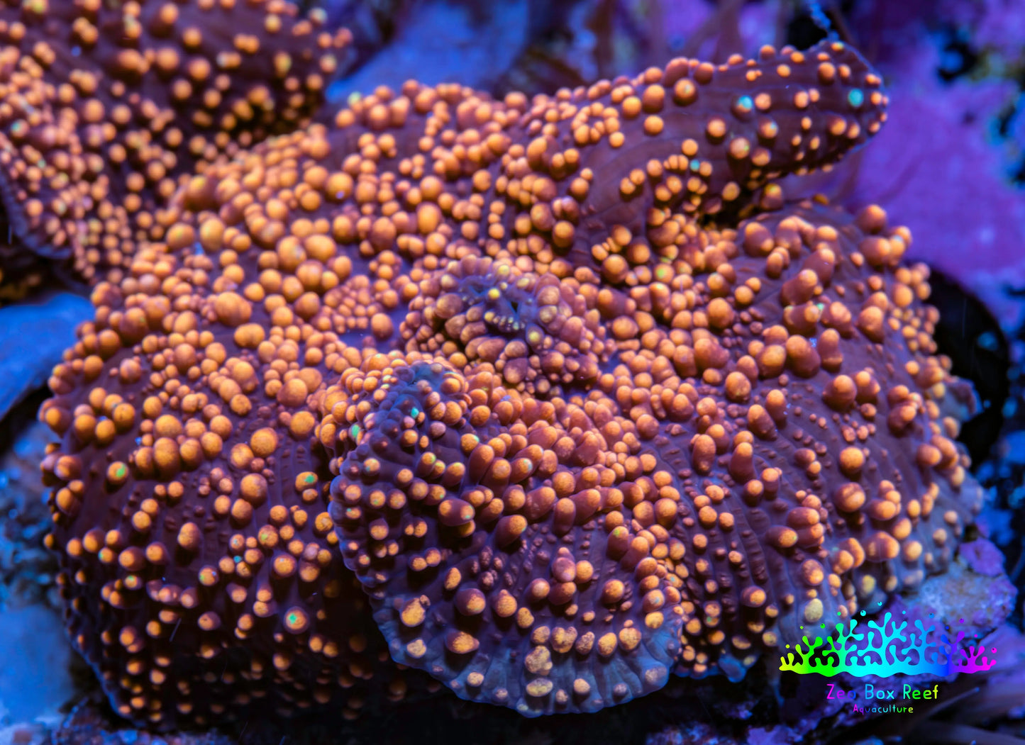 Ultra Corellamorph - Interstella Morph Coral WYSIWYG 2cm Ultra Corellamorph - Interstella Morph Coral WYSIWYG 2cm Animals & Pet Supplies Ultra Corellamorph - Interstella Morph Coral WYSIWYG 2cm Zeo Box Reef